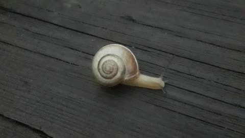 Wild snail on the table