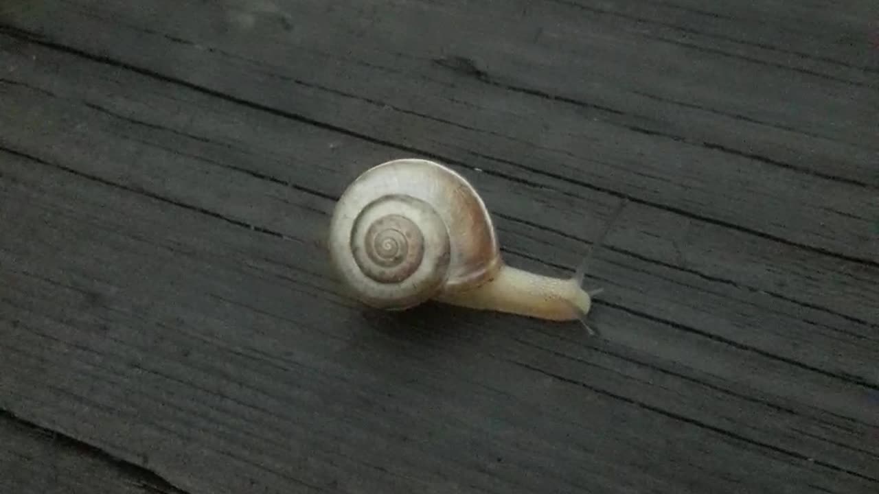 Wild snail on the table