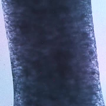 Heart Tissues Beat on the International Space Station