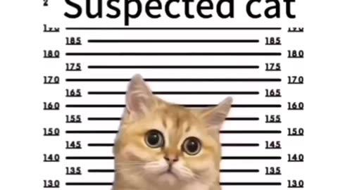 Funny cat videos that will get you laughing