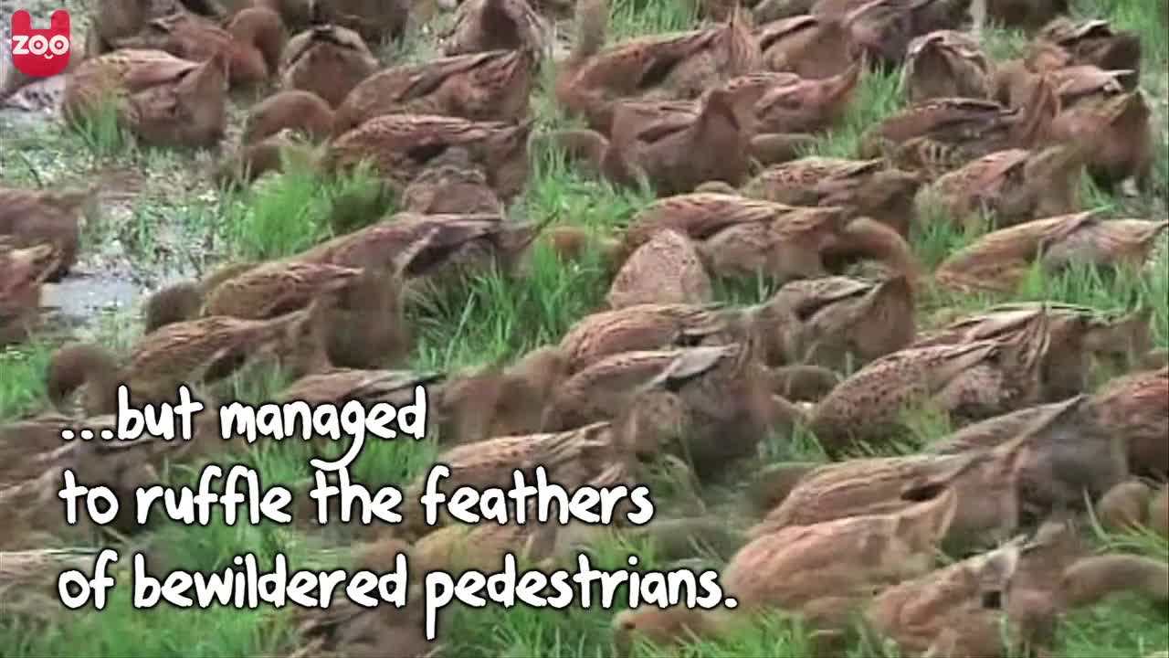 5000 Ducks Go For A Walk