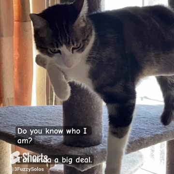 Do you know who I am? I don’t know how to put this … but I’m kinda a big deal ~Han #catshorts