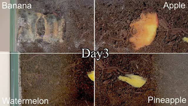 #vermicompost #earthworm #timelapse #sdgs_Cut