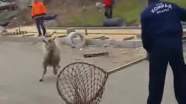 What They're Attempting To Do To Billy Goat With a Landing Fishing Net