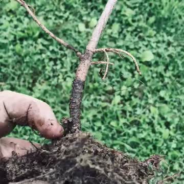 The tree is failing because it was planted to deep