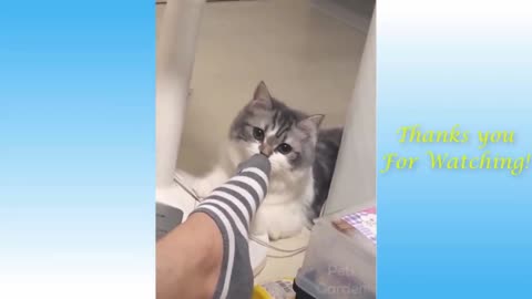 Funny and Cute Cat's Life 👯😺 Cats and Owners are the best friends Videos