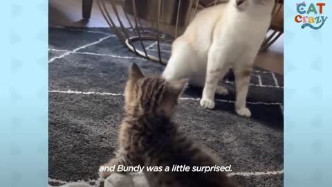 Cat Goes From Total Shock At New Kitten To Carrying