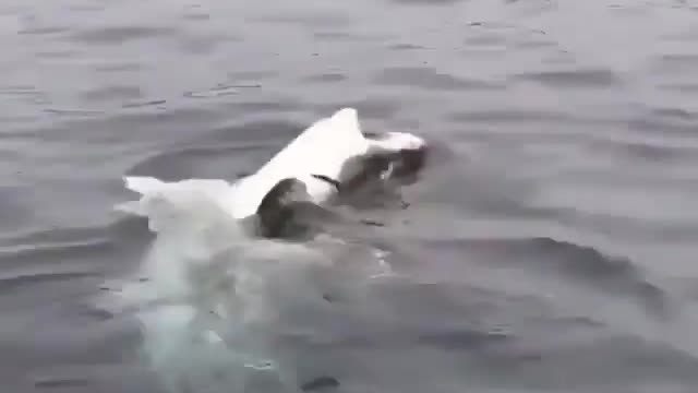 Great White Shark swimming on its back