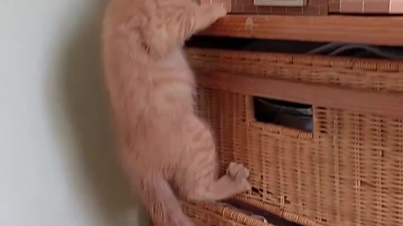 Cat climbing to his house