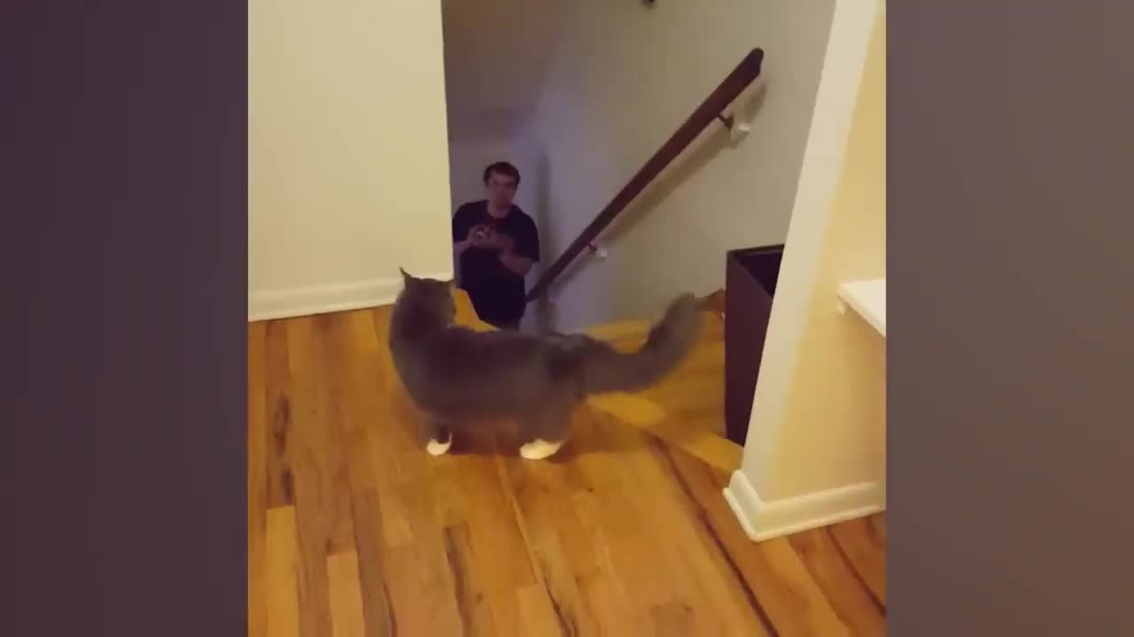 FUNNY CATS VIDEOS COMPILATION 2022