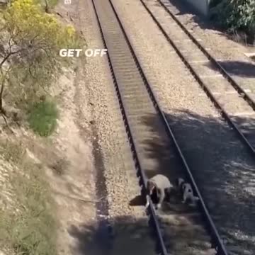 This Man just save a dog life