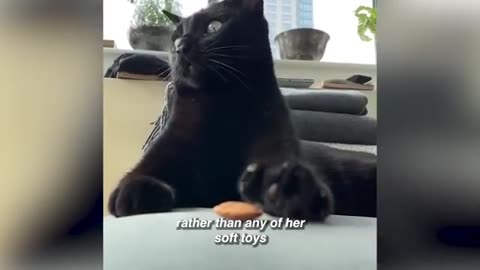 Black Cat Is Obsessed With Scaring Mom