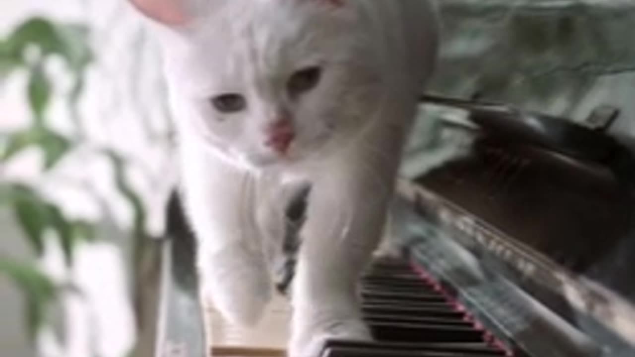 Cats funny