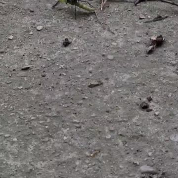 Moments In Nature ~ Survival