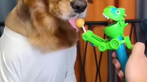 Dog funny video 😂🚫