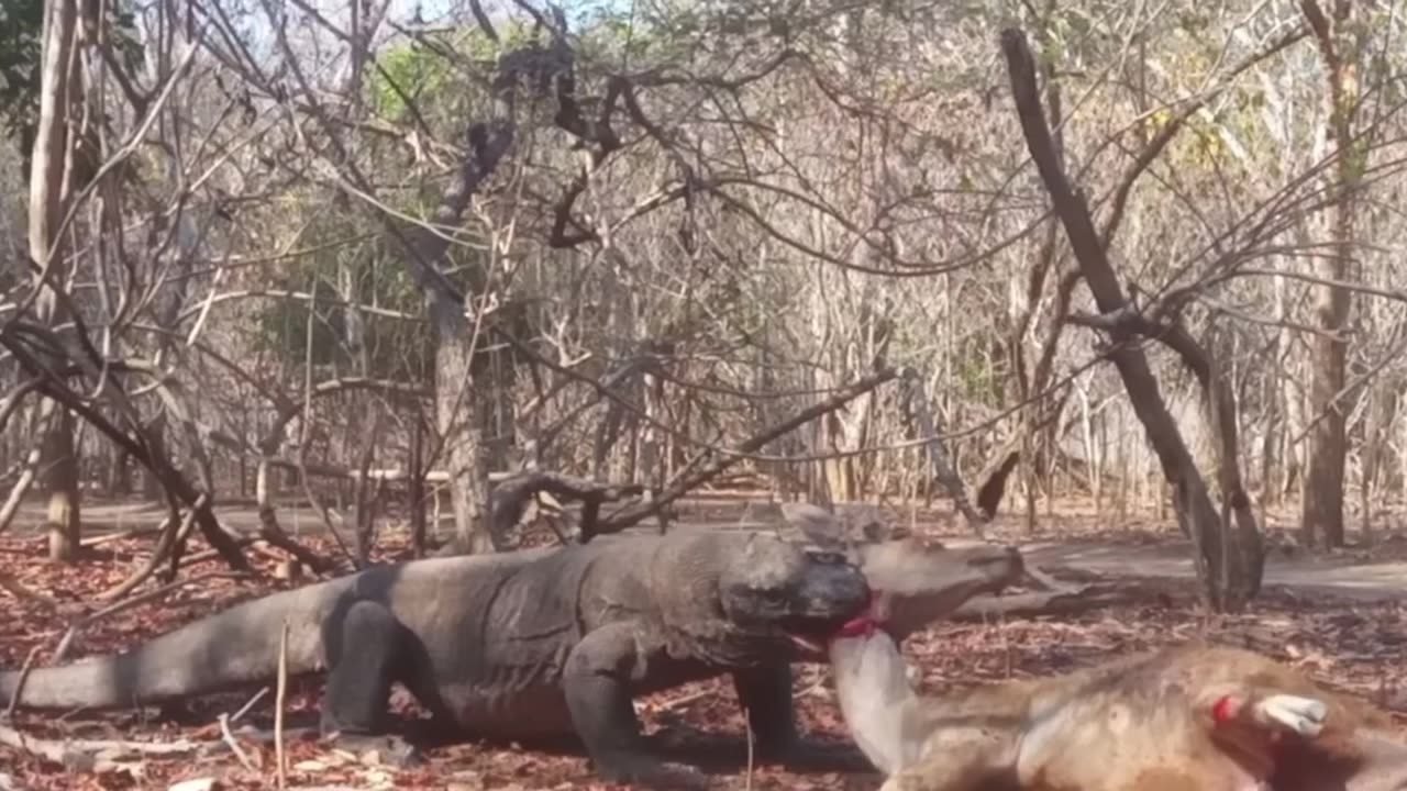 Komodo Dragon's Brutal Take Down of a Deer🦎🦌👀😮