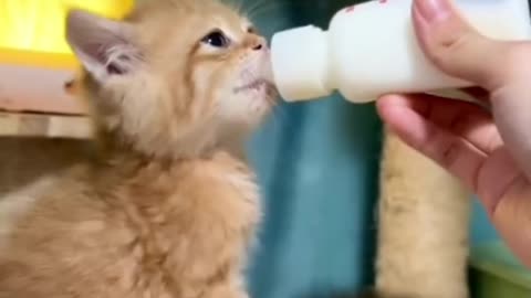 Funny cats video