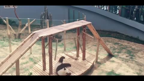 Funny Panda Compilation #2