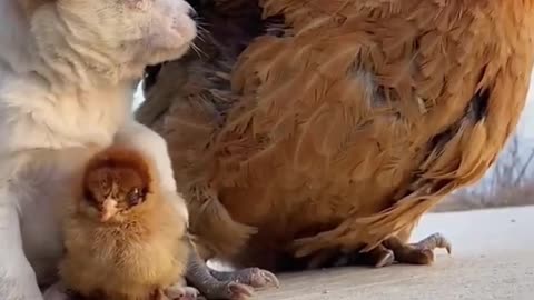 funny dog, funny pet, puppy warming in mother's arms