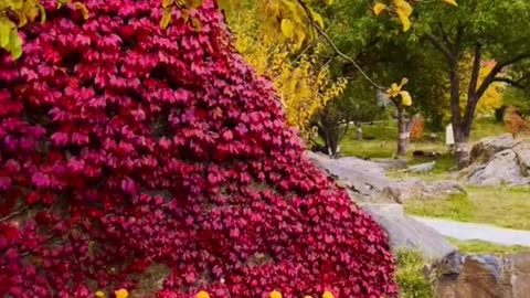 Nature is beautiful