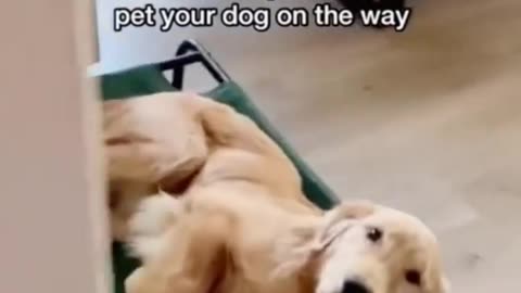 Canine Capers Unleashed: A Tail of Wagging Adventures and Endless Cuteness!