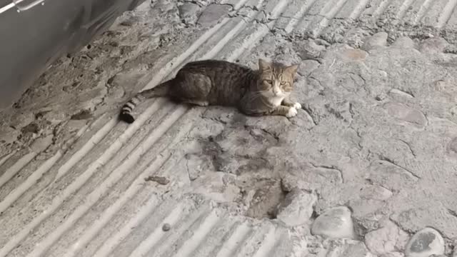 Ese gato callejero se está soleado 😸