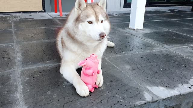 husky who catches a pig...