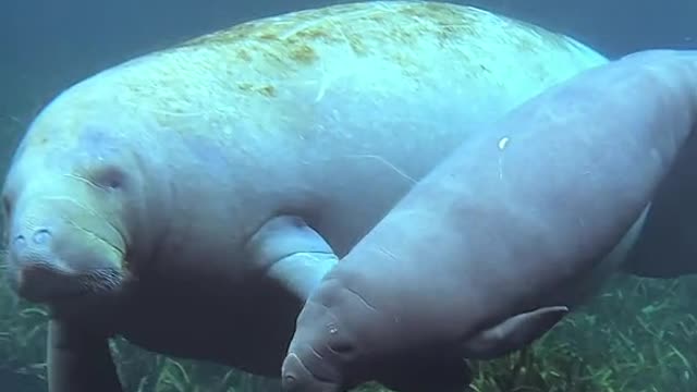 A baby #manatee swims alongside their mom. 🤍 #animals #wildlife 📹 patrickc_la