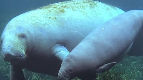 A baby #manatee swims alongside their mom. 🤍 #animals #wildlife 📹 patrickc_la