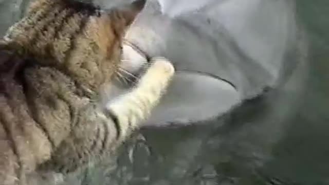 Cat and Dolphins playing together_Cut