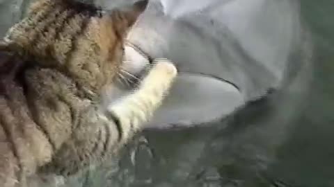 Cat and Dolphins playing together_Cut