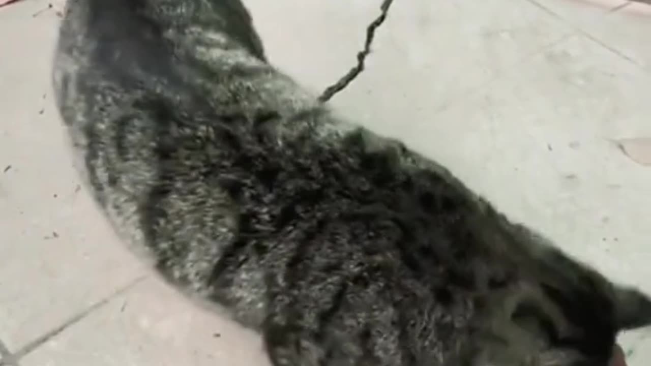 Cute cat video 😍