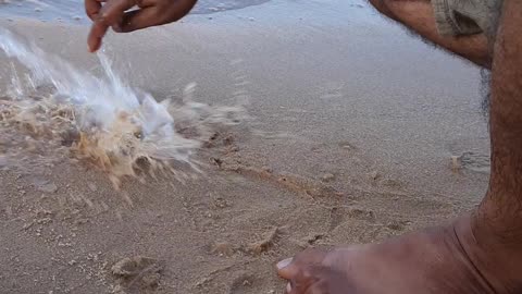 Crab near by the sea