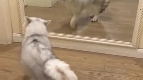 Funny Cat Videos