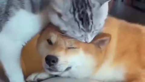 Astonishing Cat and Dog