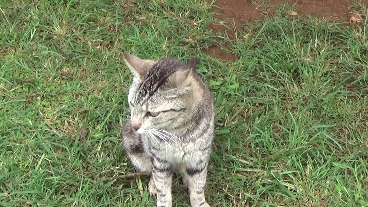 Lana'i City, HI — Lana'i Cat Sanctuary #2