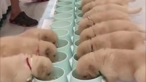 🤩😘Feeding Cute Puppies🥰😘