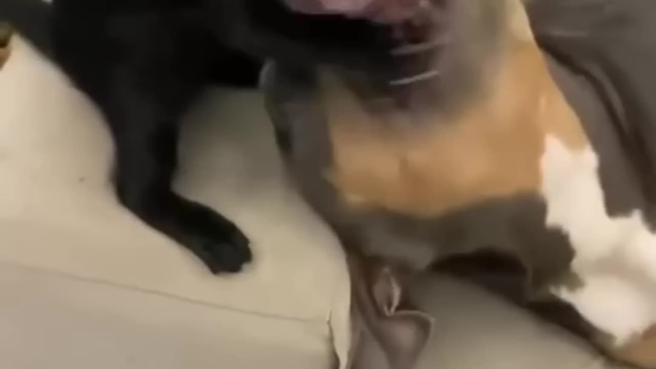 Funniest cat video