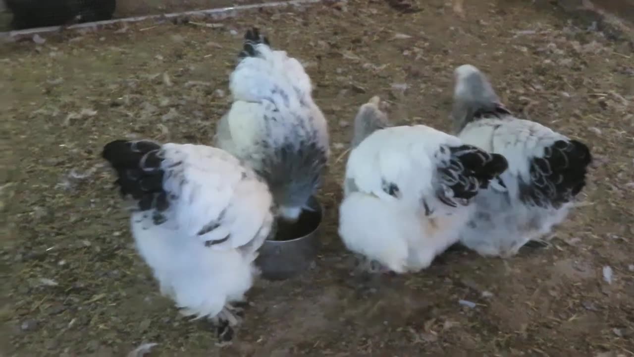 Lady Amherst pheasants mating dance (2)