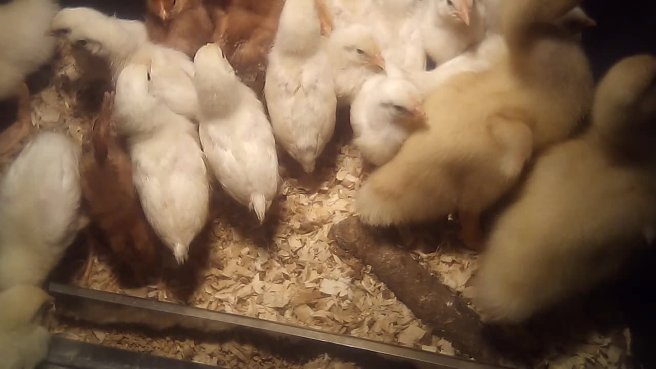 Beautiful young chicks