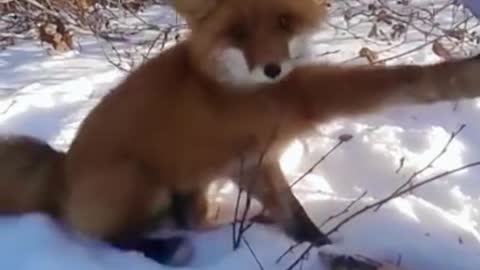 Arrested clamp of animal clawsThe fox, from the ring