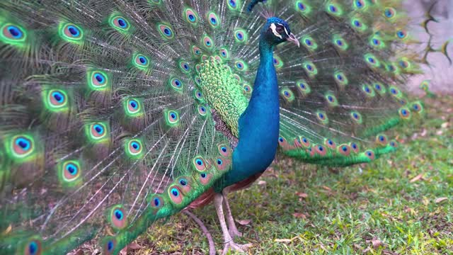 dancing peacock