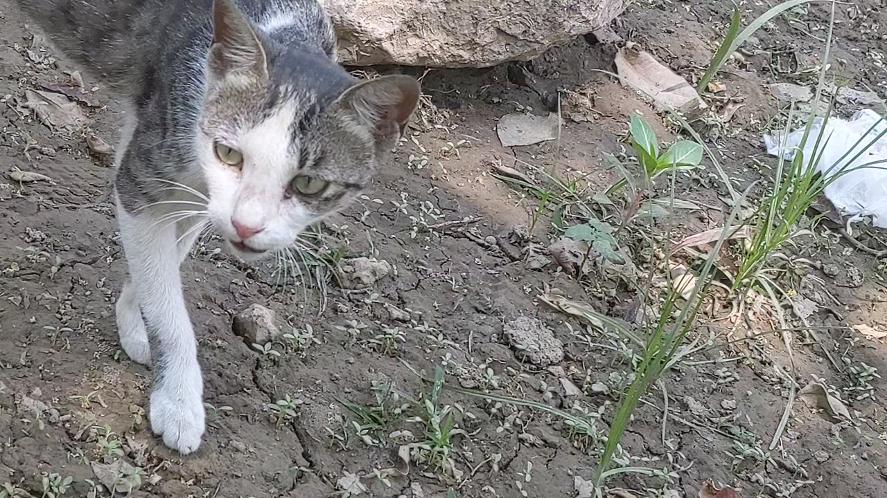 So cute cat 😺 at my uni