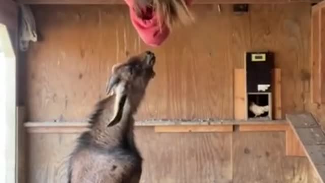 funny animals
