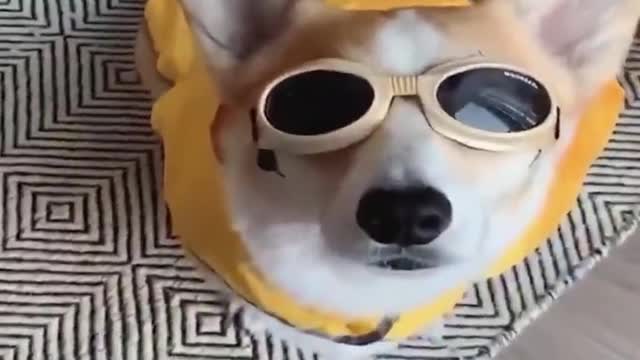 The baby dogs are so cute