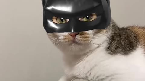 Catman