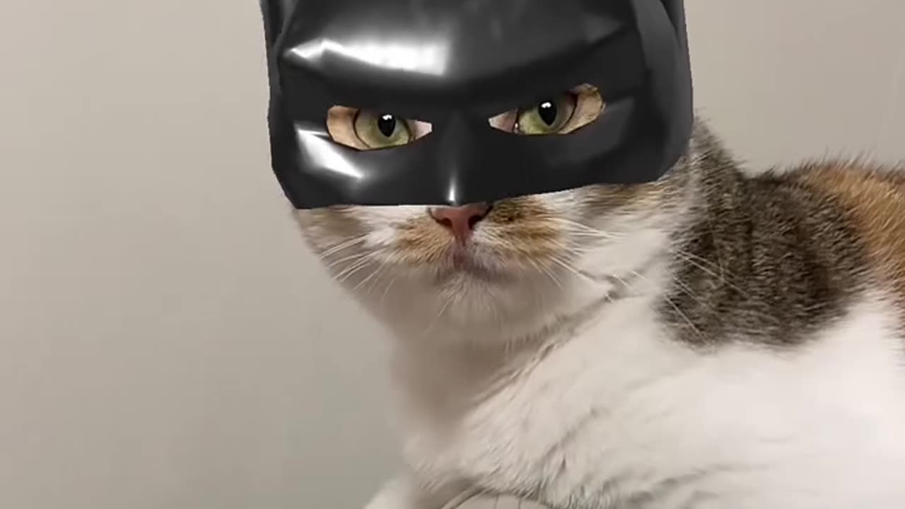 Catman