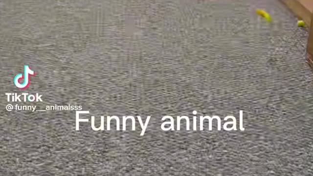 FUNNY DOG