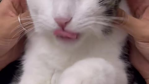 funny cat