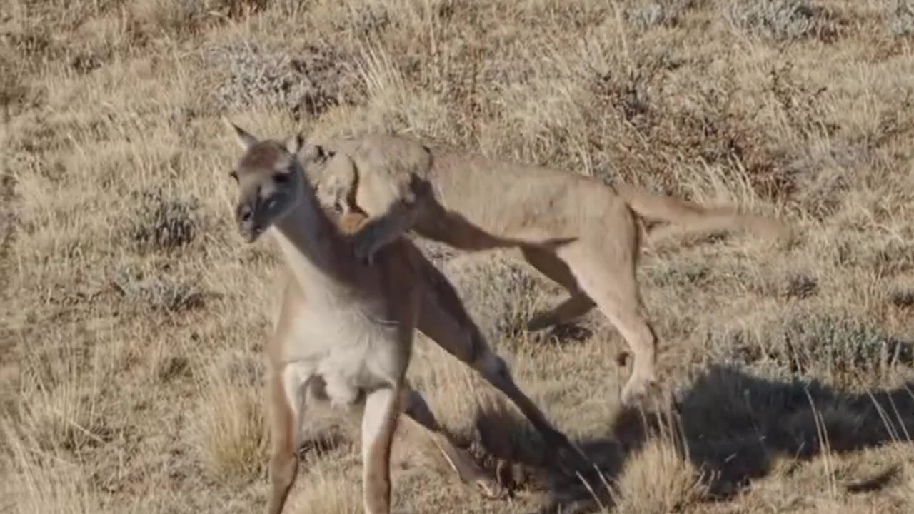 Tiger Hunting Deer